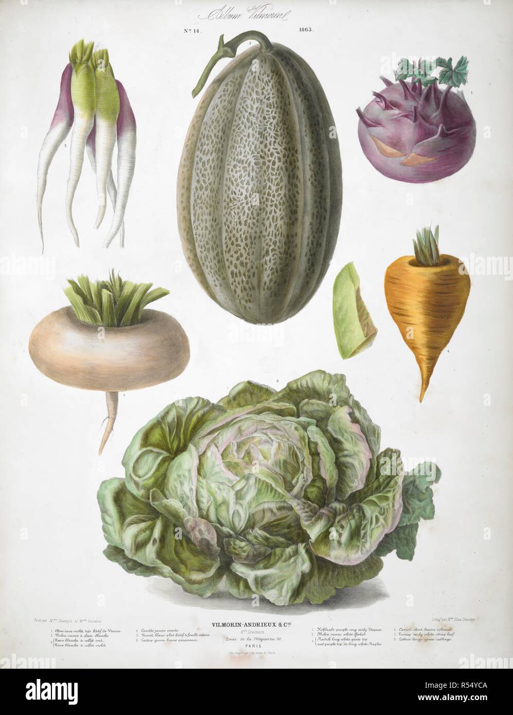 Various Vegetables, including turnips, radish, cabbage and squash. Album Vilmorin. [68 Coloured plates of vegetables and flowers, printed by E. Champin and Mlle. Coutance.]. Paris, [1850]. Source: N.Tab.2004/k. plate 14. Author: de Vilmorin, Pierre LÃ©vÃªque. Stock Photo