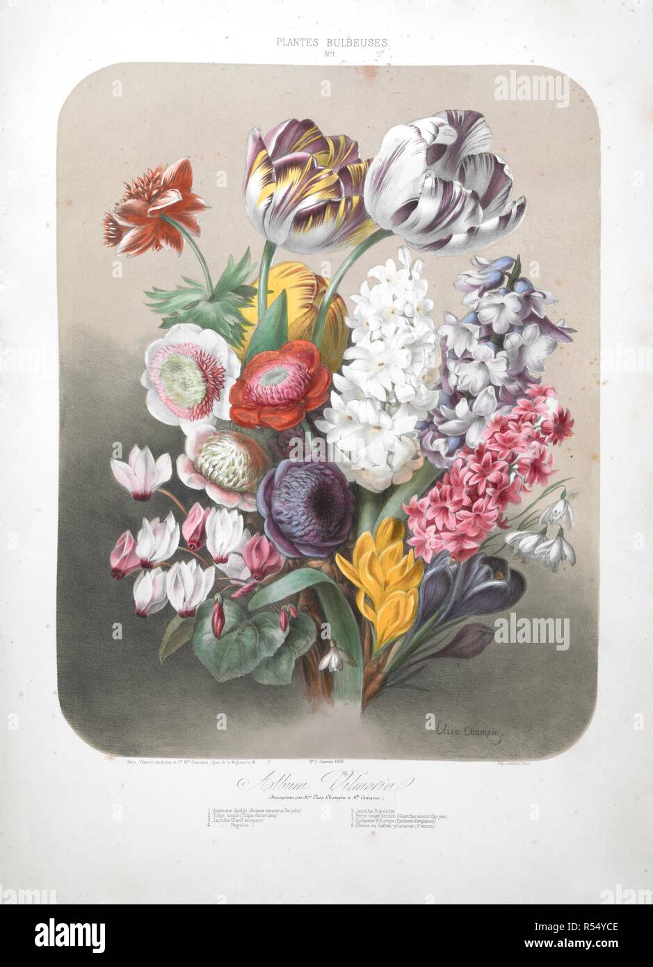A bouquet of flowers including tulips, hyacinth, cyclamen, snowdrops, crocuses and peonies.  . Album Vilmorin. [68 Coloured plates of vegetables and flowers, printed by E. Champin and Mlle. Coutance.]. Paris, [1850]. Source: N.Tab.2004/11 (2) plate 1. Author: CHAMPIN, ELISA. de Vilmorin, Pierre LÃ©vÃªque. Stock Photo