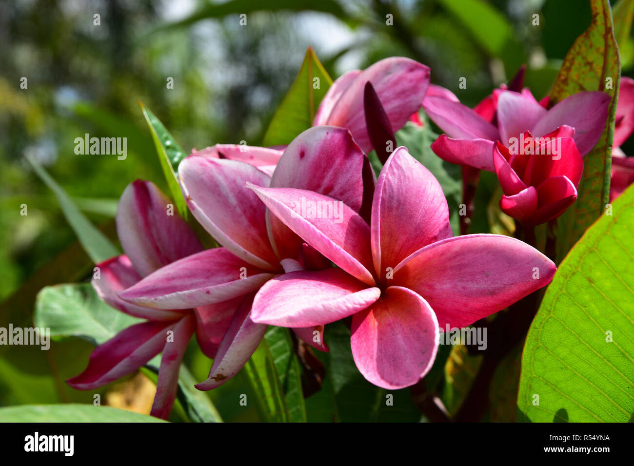 The Pink Adenium Flowers Stock Photo
