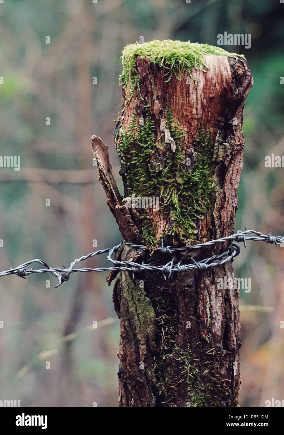 the broken wire fence Stock Photo