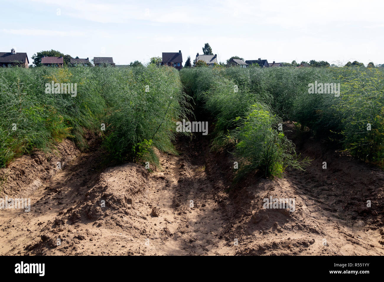 Field of asparagus after harvest Stock Photo Alamy