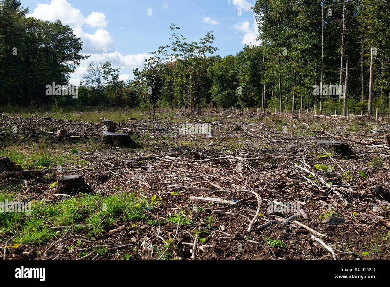 Clearcut area in forest Stock Photo