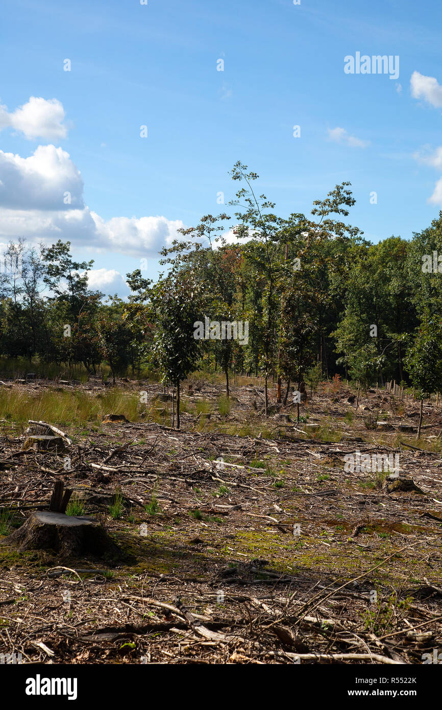 Clearcut area in forest Stock Photo