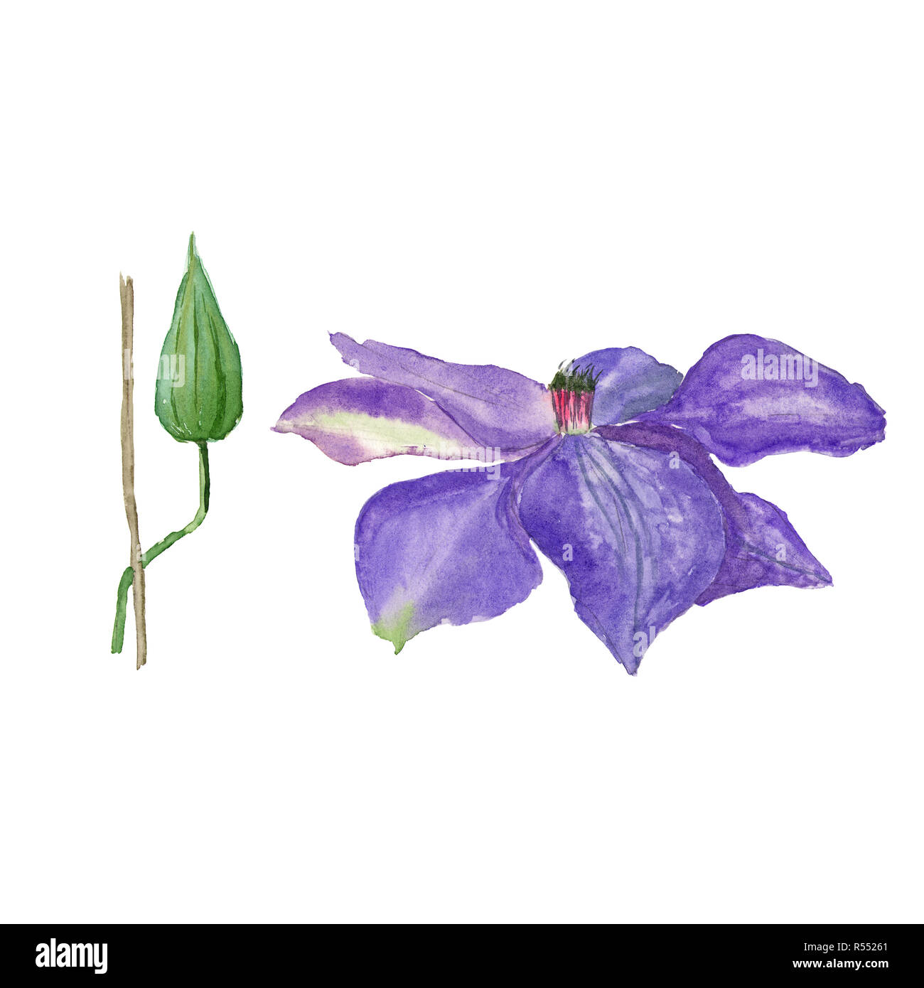 Botanical watercolor illustration sketch of blue clematis flower and a bud on white background. Could be used as decoration for web design, cosmetics  Stock Photo