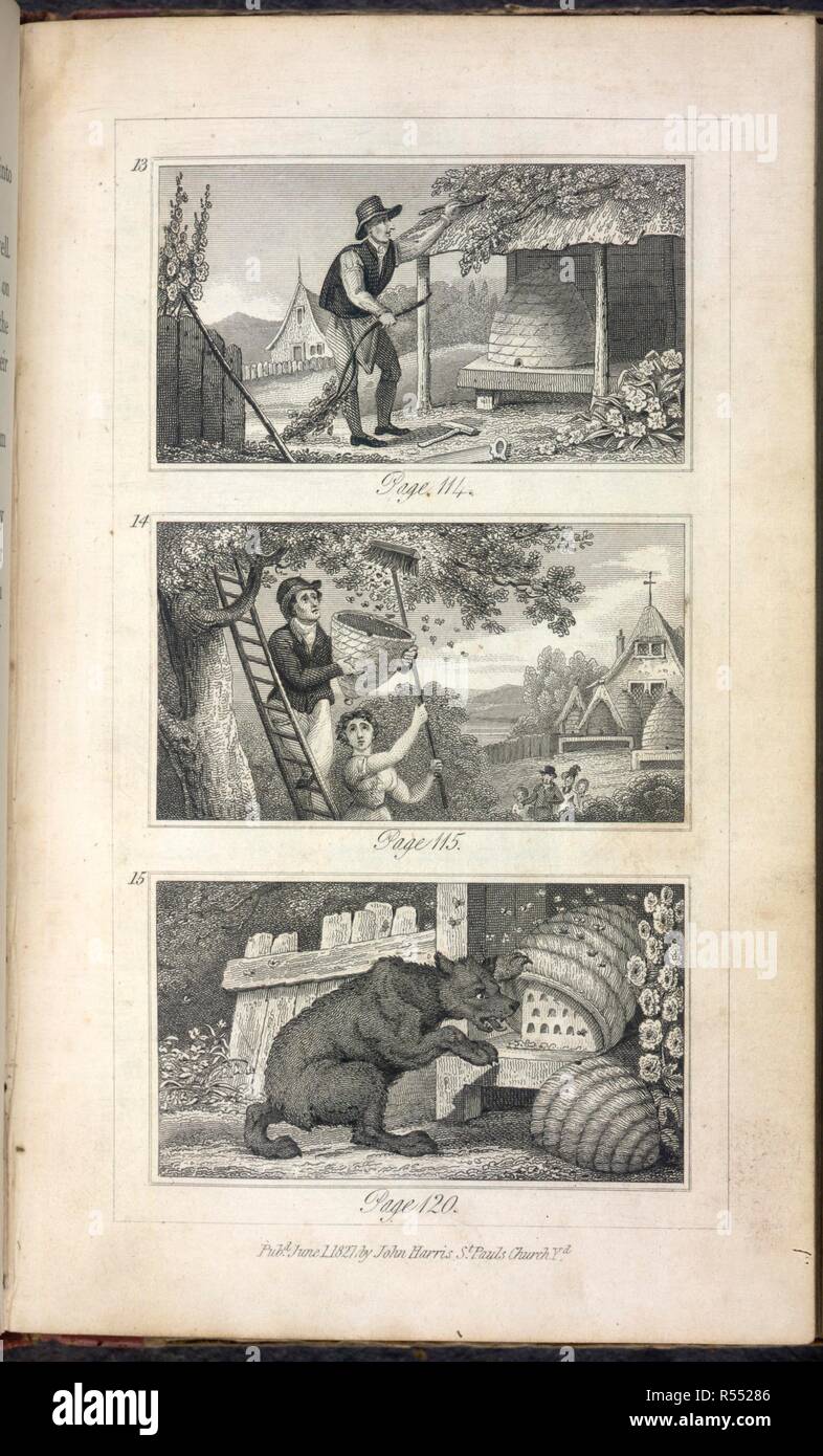 Beekeeping. A dog disturbing a beehive. Scenes of Industry displayed in the Bee-Hive and the Ant-Hill. John Harris: London, [1829?]. Source: RB.23.a.1597, 114. Language: English. Author: Johnstone, Mrs C. I. Stock Photo
