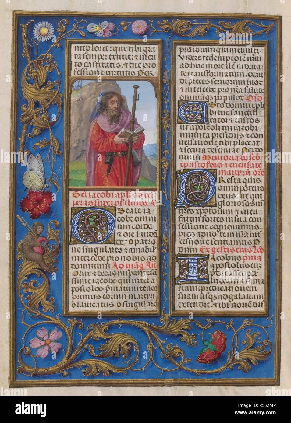 Sanctorale. Common of the Saints. St. James the Great. Floral border. Text and initials. Border containing flowers and insects. Isabella Breviary. Breviary, Use of the Dominicans ('The Breviary of Queen Isabella of Castile'). c1497. Source: Add. 18851 f.412v. Author: Master of James IV of Scotland. Stock Photo