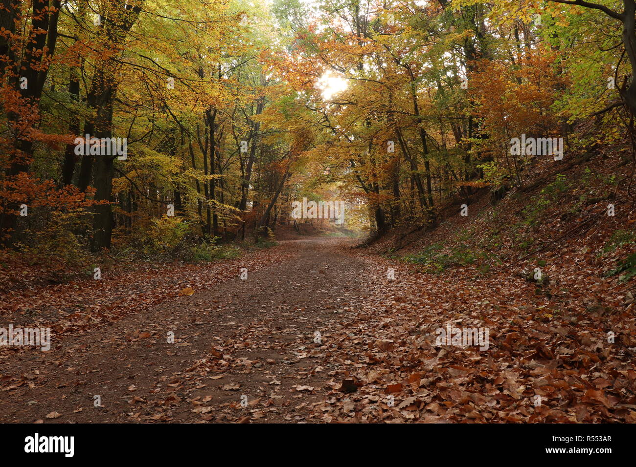 Fall colors in a forest in Germany near Winnweiler Stock Photo - Alamy