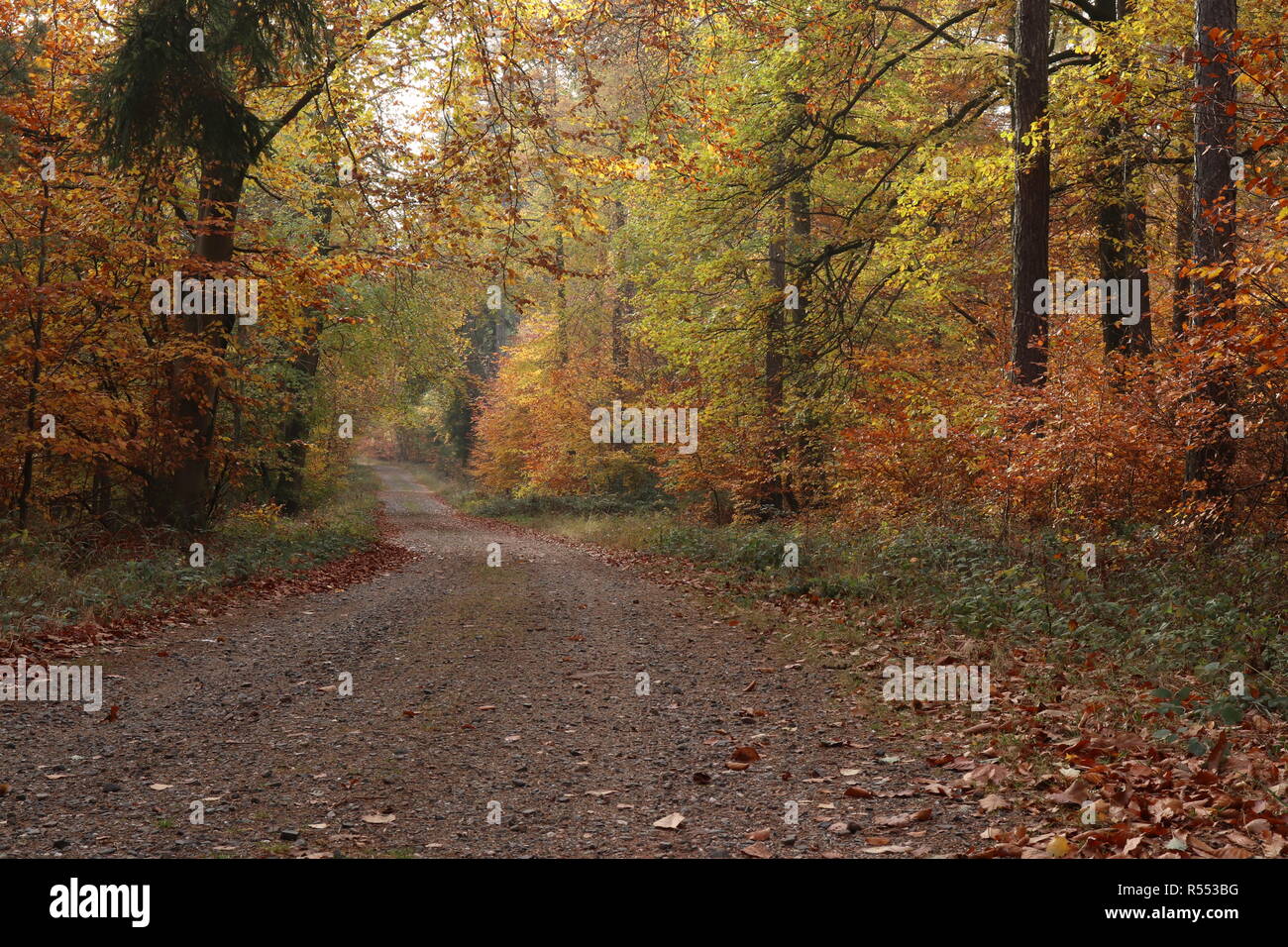Fall colors in a forest in Germany near Winnweiler Stock Photo - Alamy