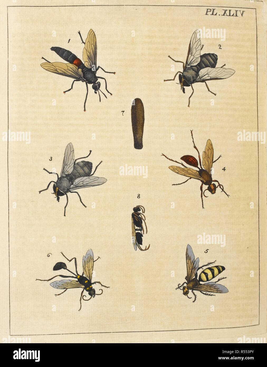 Various winged insects. Illustrations of Natural History; wherein are ...