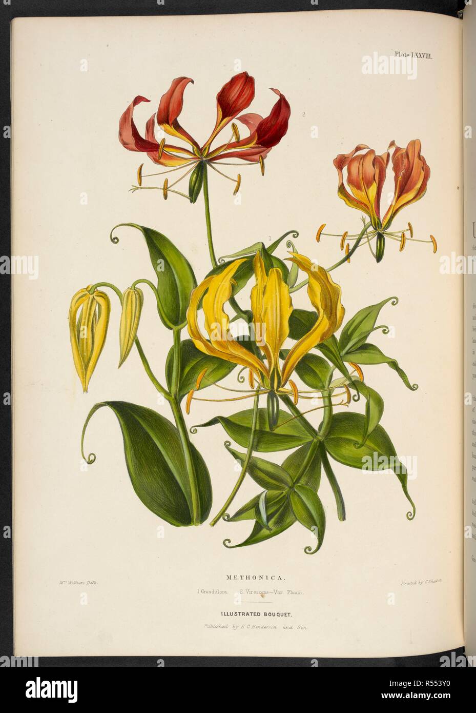 Methonica Grandiflora, etc. Methonica. 1. Grandiflora; 2. Virescens â€“ Var. Plantii. The Illustrated Bouquet, consisting of figures, with descriptions of new flowers. London, 1857-64. Source: 1823.c.13 plate 78. Author: Henderson, Edward George. Withers, Mrs. Stock Photo