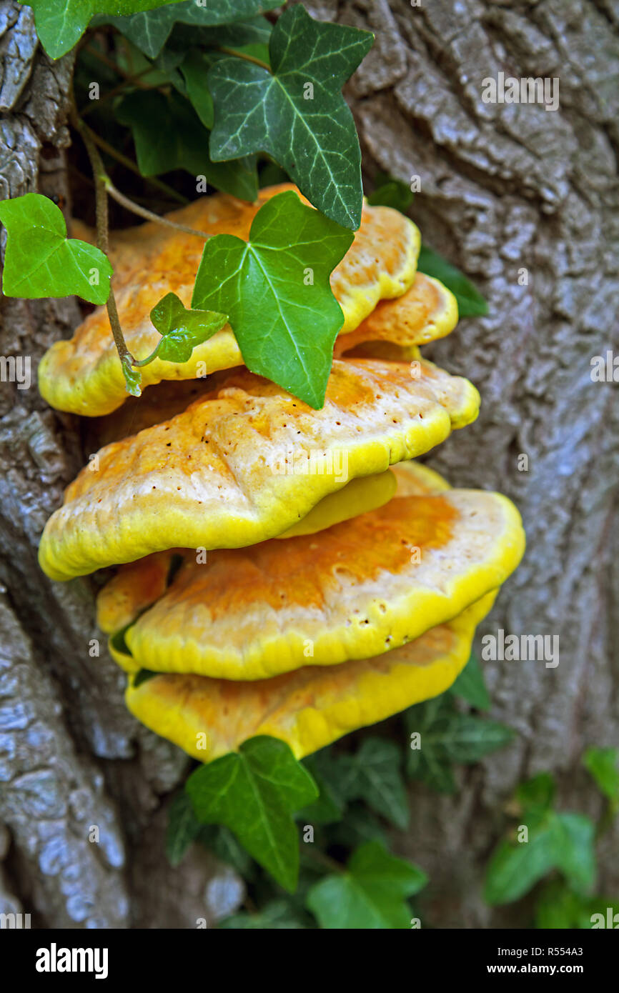 common sulfur porcelain hardwood sulfur porcine on a tree trunk in the danube meadows at regensburg bavaria germany Stock Photo