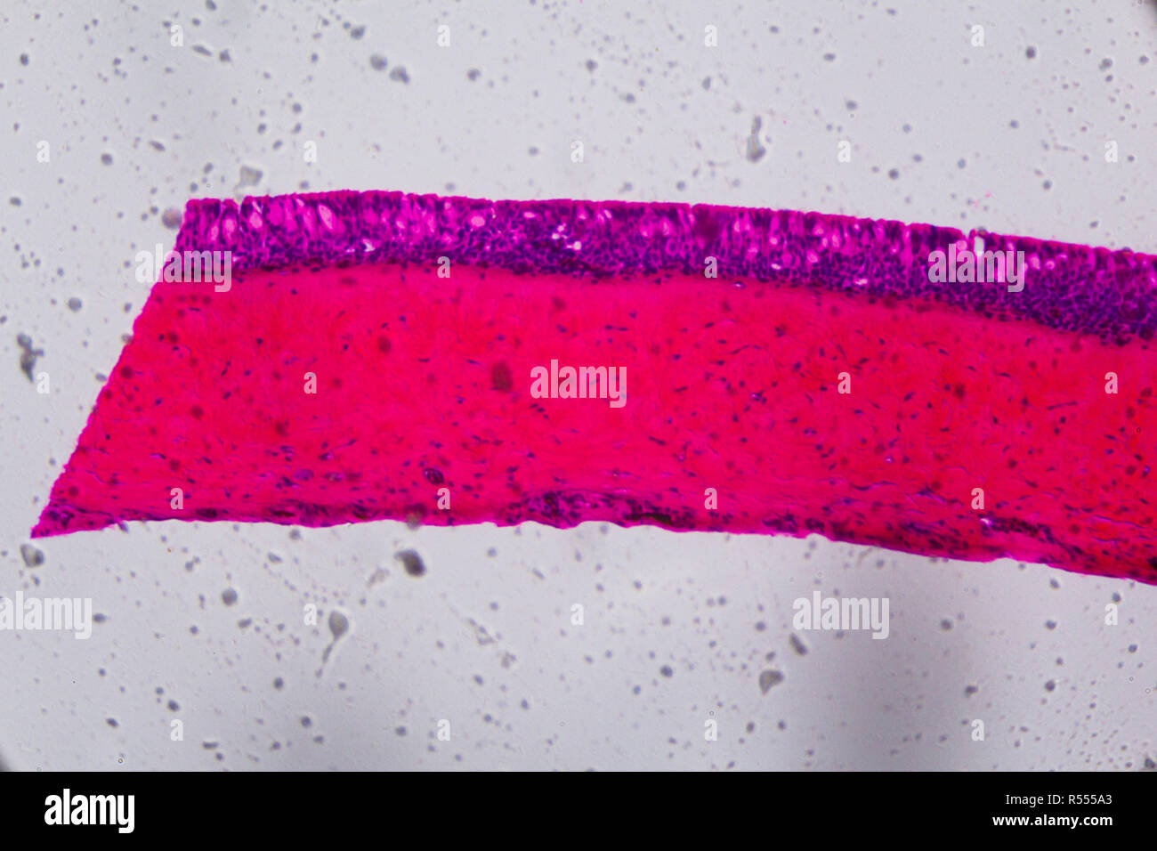 Anodonta gills ciliated epithelium under the microscope - Abstract pink and purple color on white background Stock Photo