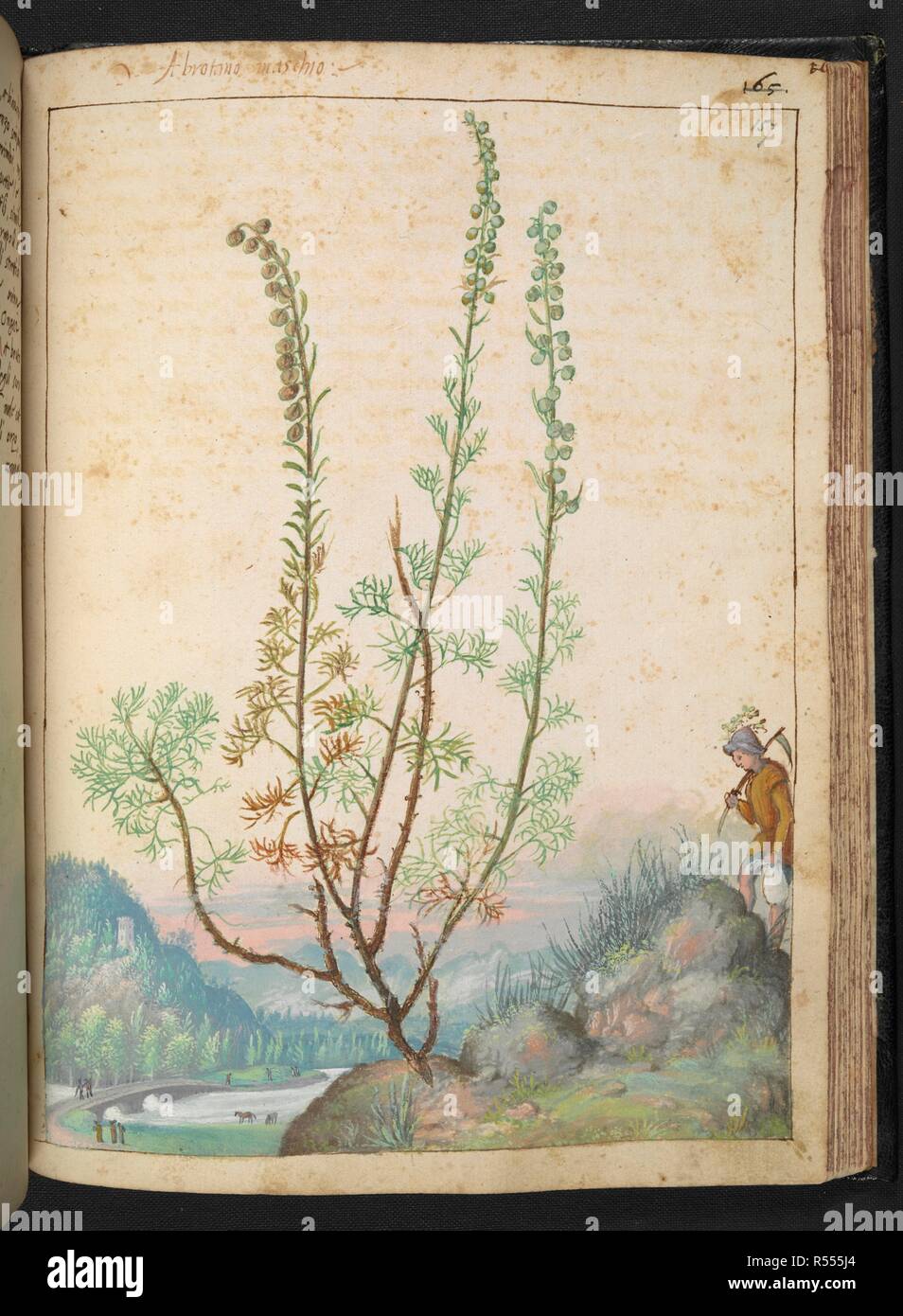 AbrÃ³tano maschio. Artemisia abrotanum (southernwood, lad's love, southern wormwood) is a species of flowering plants in the sunflower family. . Coloured drawings of plants, copied from nature in the Roman States, by Gerardo Cibo. Vol. I. Pietro Andrea Mattioli, Physician, of Siena: Extracts from his edition of Dioscorides' 'de re Medica':. Italy, c. 1564-1584. Source: Add. 22332 f.157. Language: Italian. Author: Cibo, Gheraldo. Stock Photo