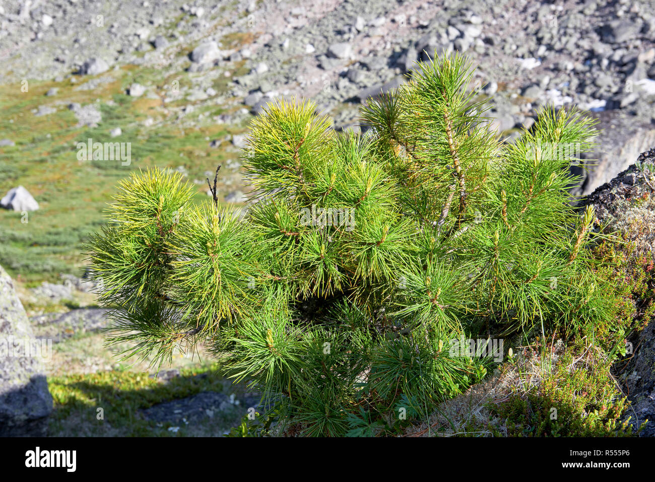 Siberian dwarf pine in mountain tundra. Eastern Sayan. Russia Stock Photo