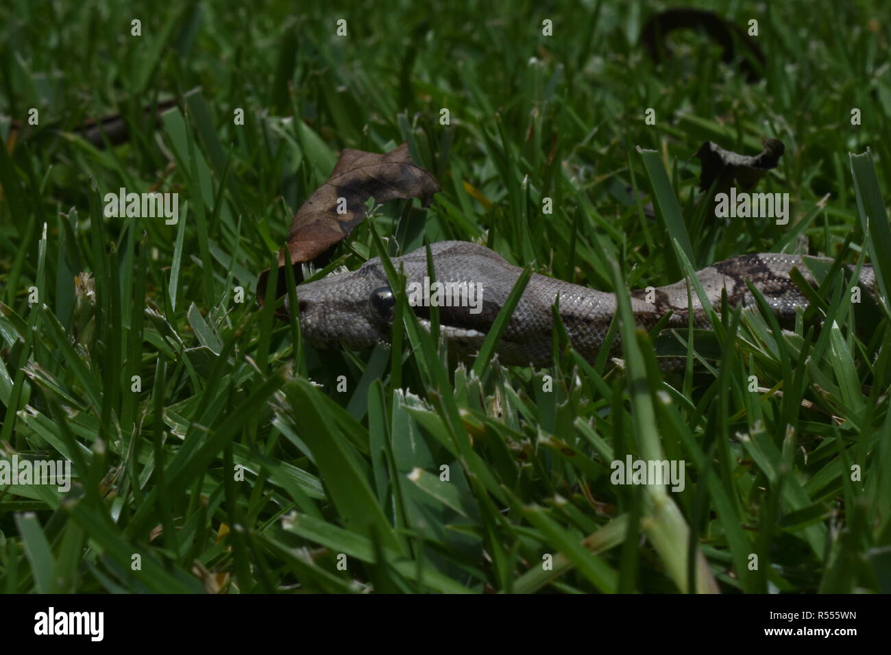 Close-up of a 1 year old  Columbian Red Tail Boa in the grass. Stock Photo