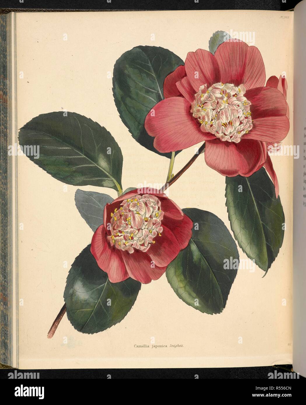 Camellia japonica knightii. The Botanical Cabinet, consisting of coloured delineations of plants, from all countries, with a short account of each, etc. By C. Loddiges and Sons ... The plates by G. Cooke. vol. 1-20. London, 1817-33. Source: 443.b.19, vol.15, no.1463. Author: Cooke, George. Stock Photo