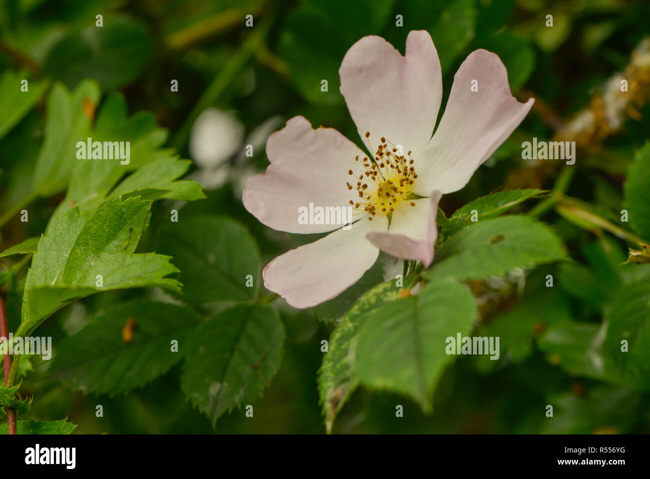 dog rose bloom Stock Photo Alamy