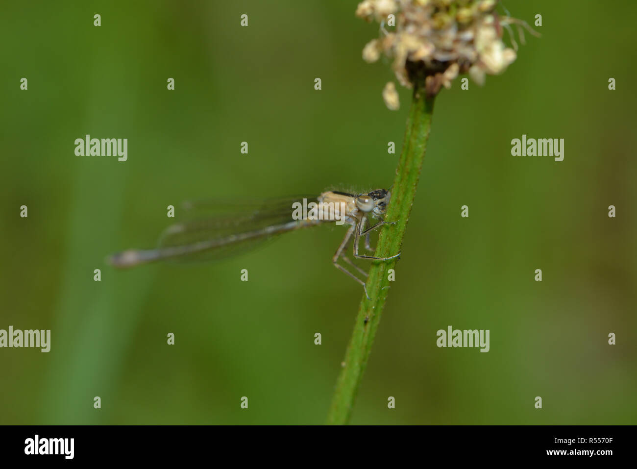 dragonfly is sitting on the plant stem Stock Photo - Alamy