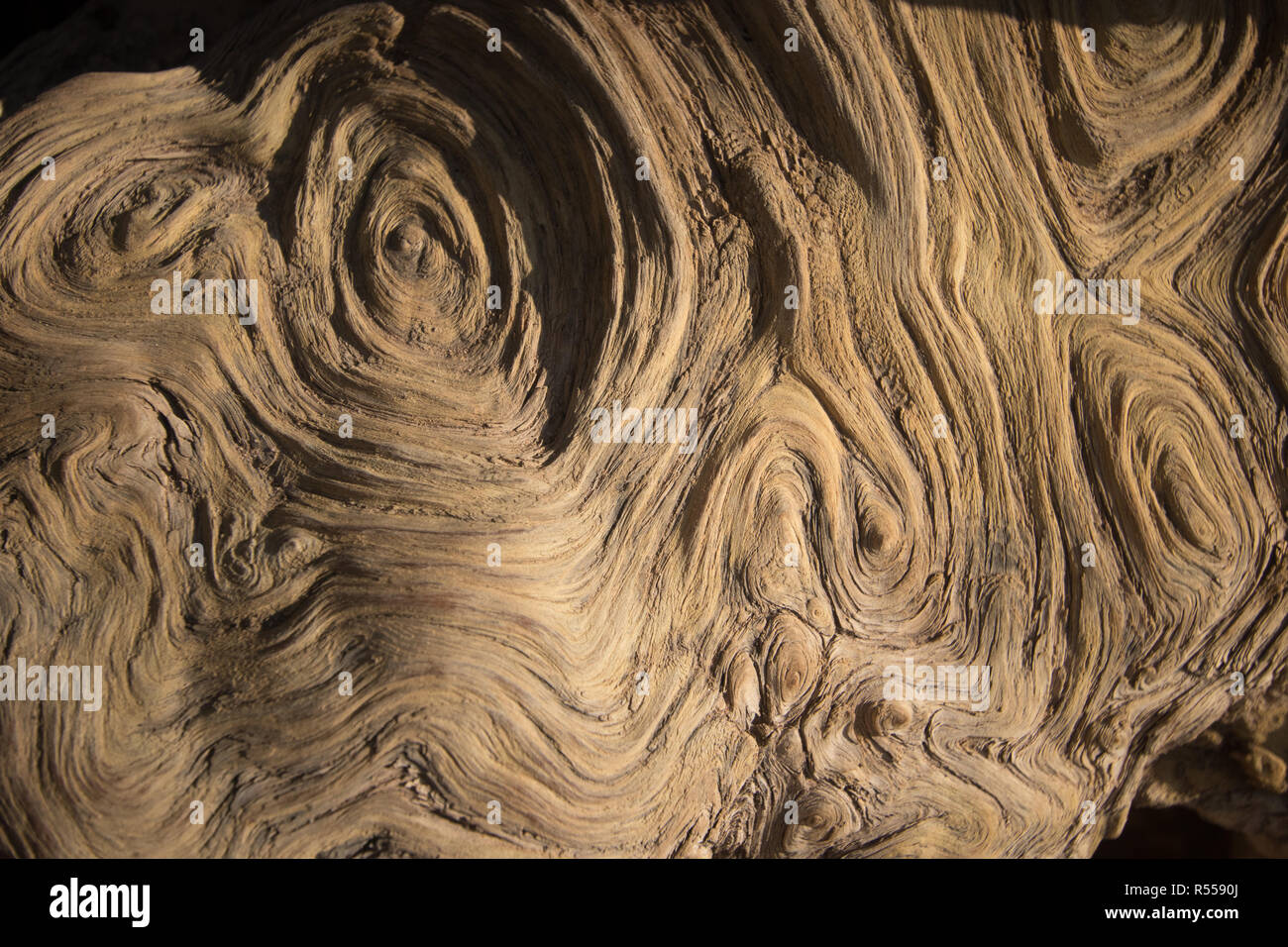 Holzformen eines Baumes Linien und Kreise Stock Photo