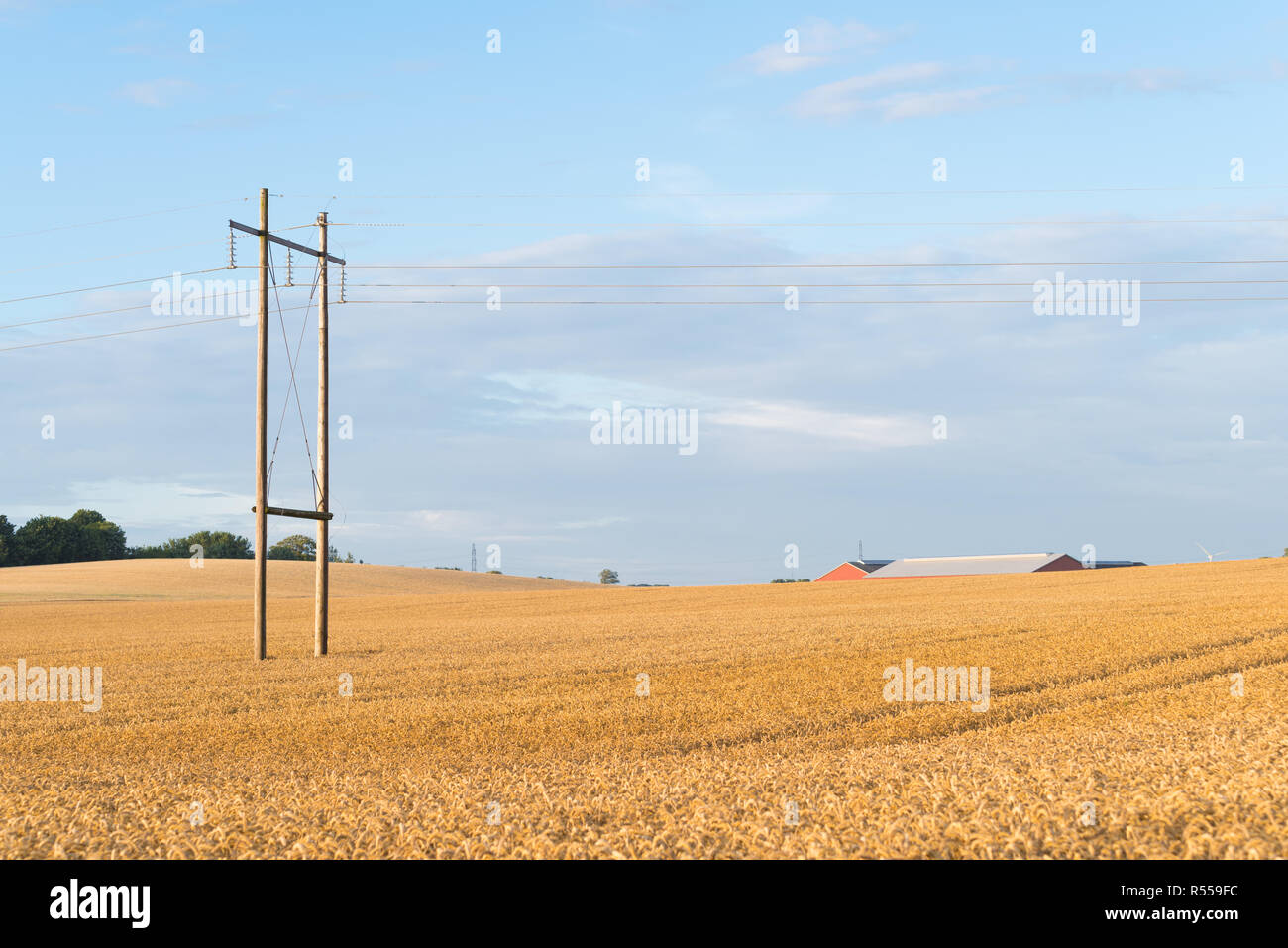 wheat field in denmark Stock Photo - Alamy