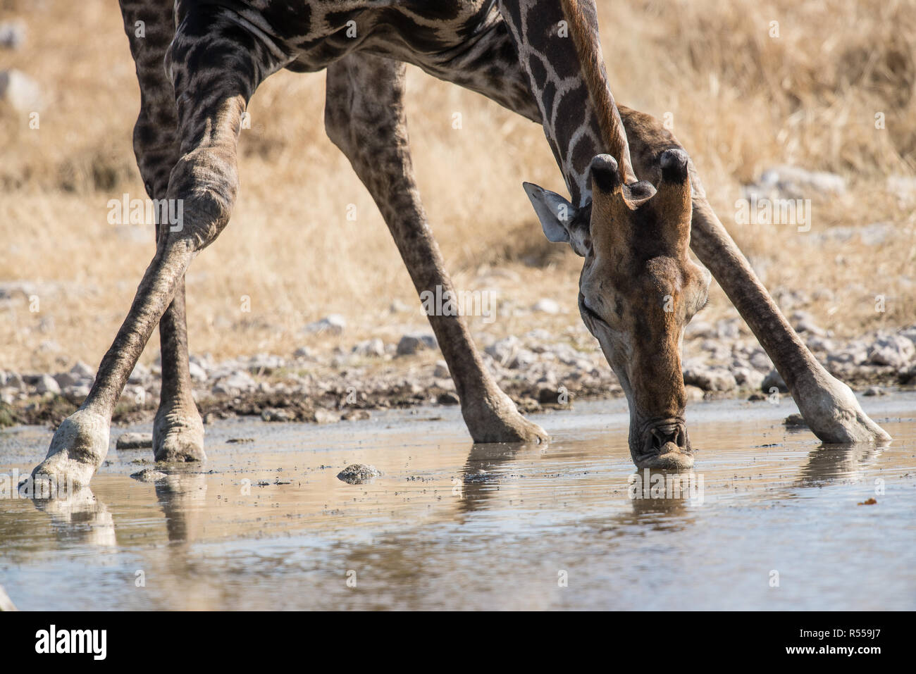 Close up Picture of a giraffe drinking at a waterhole Stock Photo