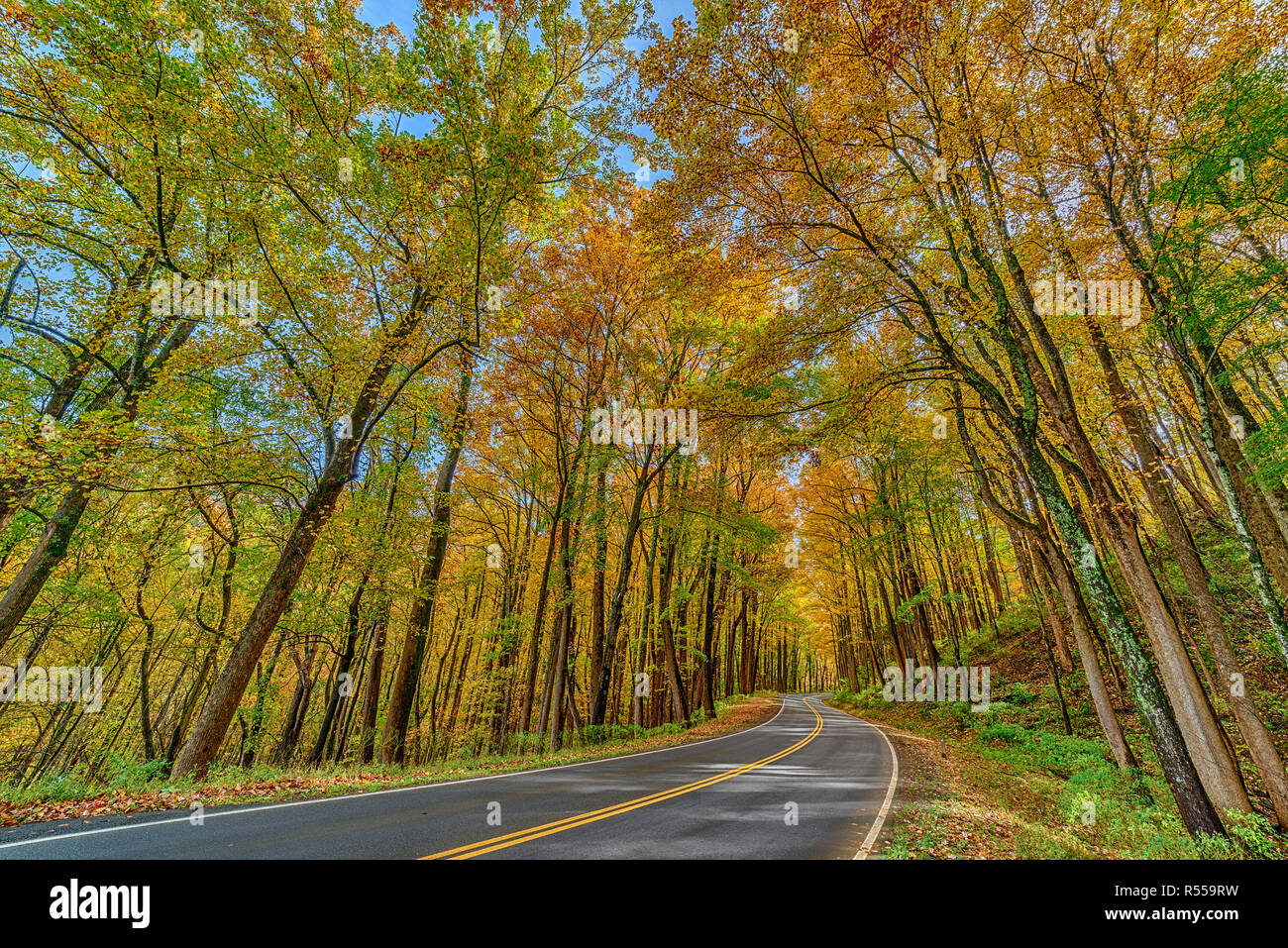 Horizontal wide angle perspective shot of colorful trees surrounding a Smoky Mountain road in Autumn. Stock Photo