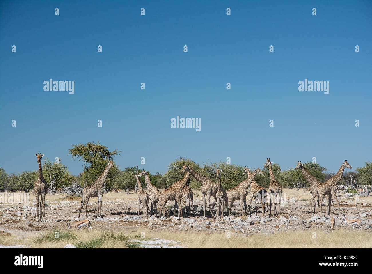 Herd of giraffes at a waterhole Stock Photo