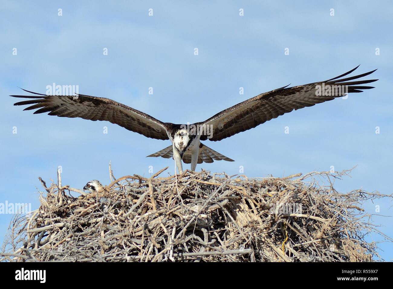 OSPREY ON THE NEST WITH CHICK Stock Photo Alamy