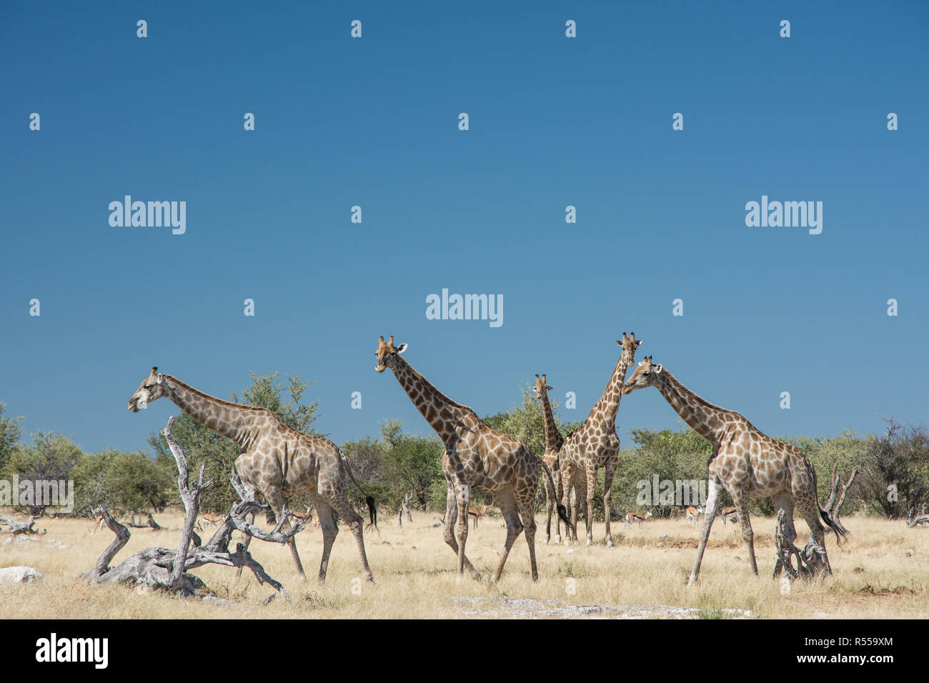 Herd of giraffes at a waterhole Stock Photo