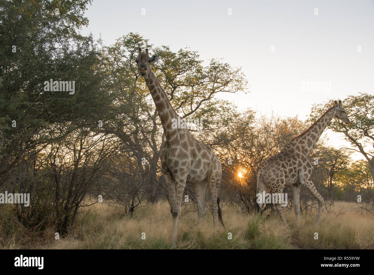 Giraffe at sunrise Stock Photo