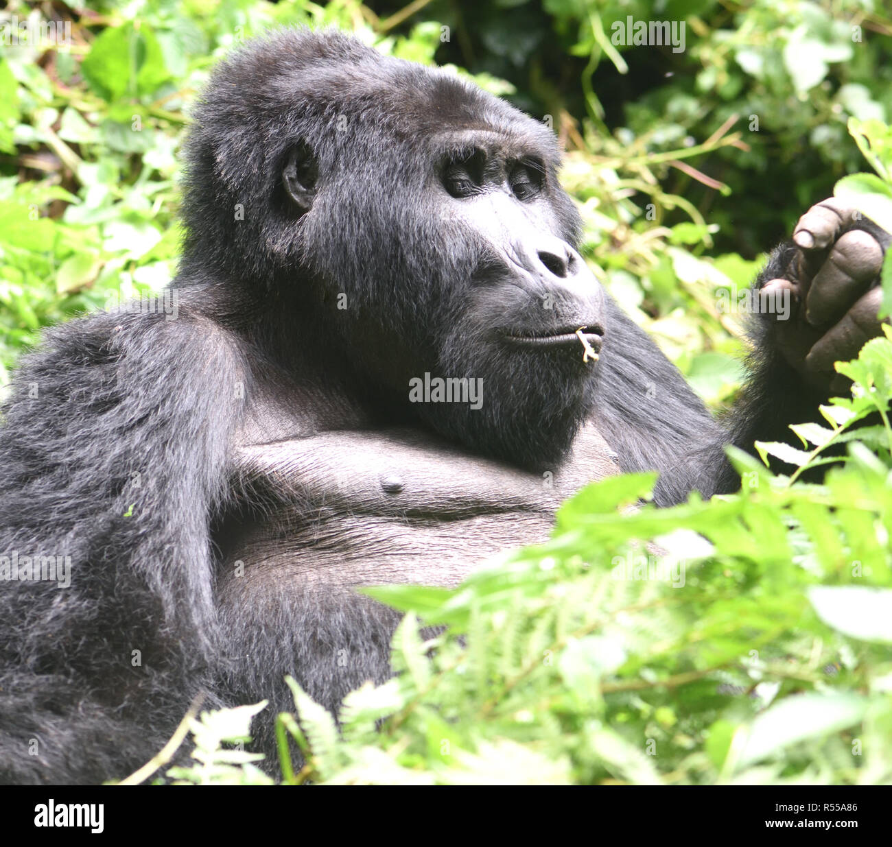 A  silverback male mountain gorilla (Gorilla beringei beringei) relaxes after a morning feeding on forest vegetation. About 1,000 mountain remain in U Stock Photo