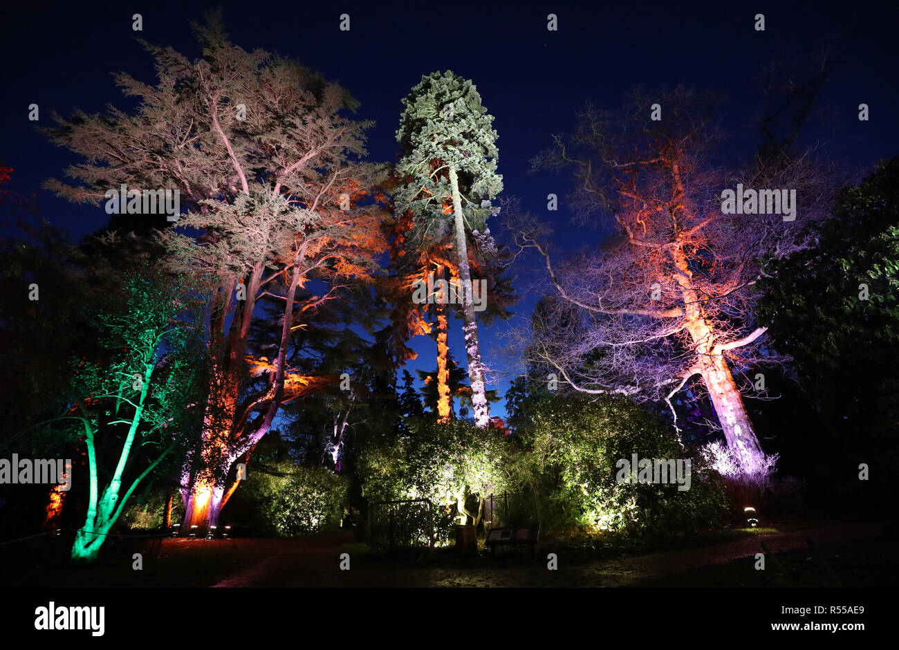 Trees are illuminated during the launch of the Enchanted Christmas