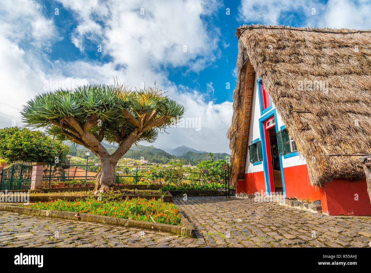 Traditional strawy hut with dragon tree palma on Madeira island, Santana, Portugal Stock Photo