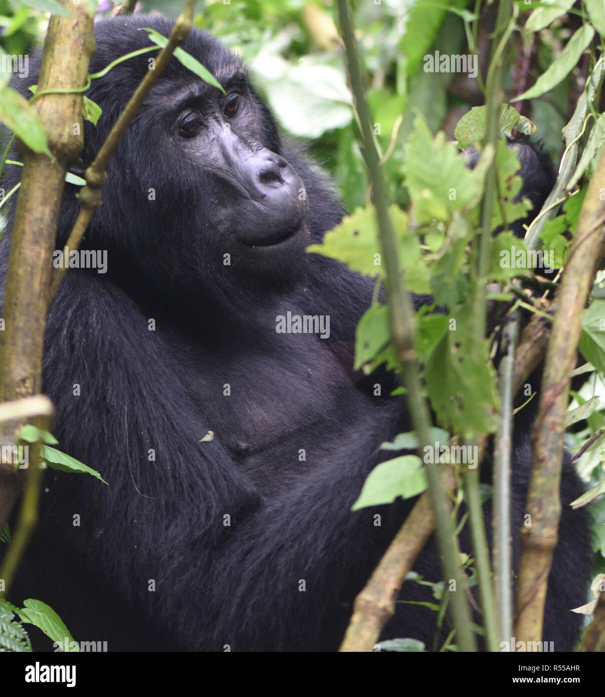 A  female mountain gorilla (Gorilla beringei beringei) relaxes after a morning feeding on forest vegetation. About 1,000 mountain remain in Uganda, Rw Stock Photo