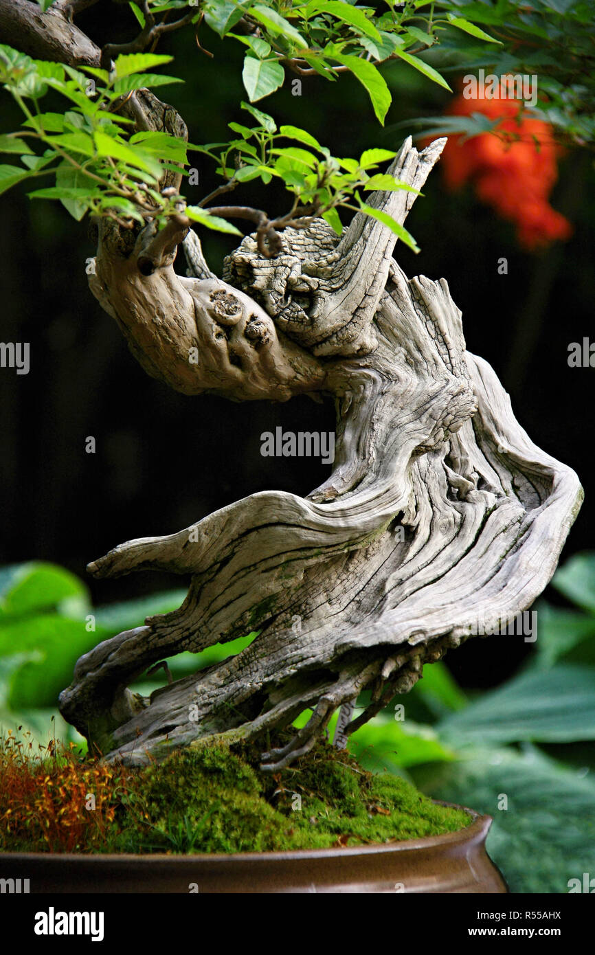 Bonsai with twisted trunk, Ming tree Stock Photo