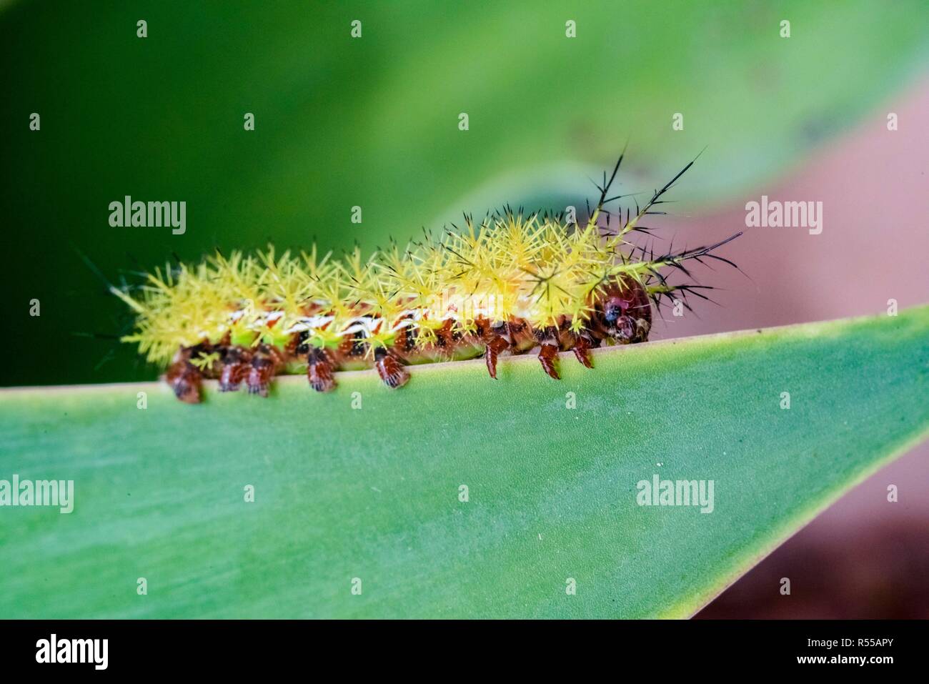 Venomous caterpillar hires stock photography and images Alamy