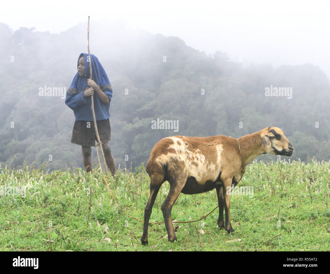 A girl tends a goat on a misty morning on the edge of Bwindi Impenetrable National Park. Mountain gorillas (Gorilla beringei beringei) live in the for Stock Photo