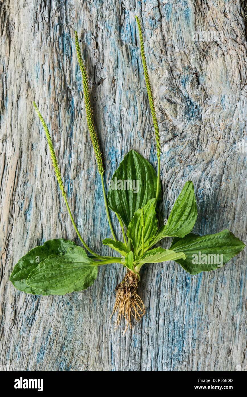 Leaves of greater plantain. Stock Photo