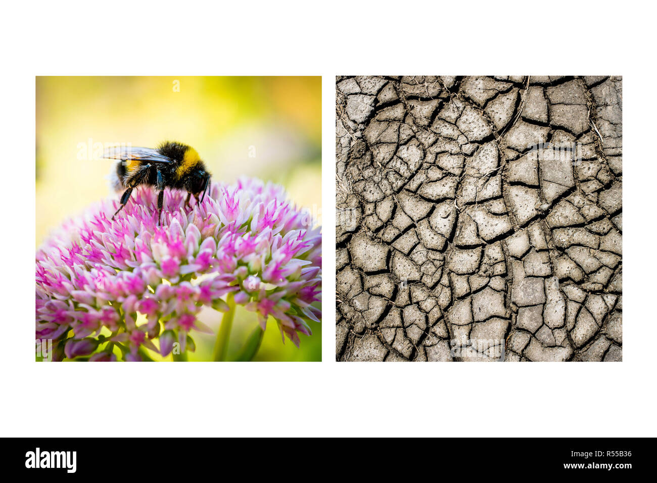 Bumblebee foraging a flower and cracked mud, Illustration on climate change. Stock Photo