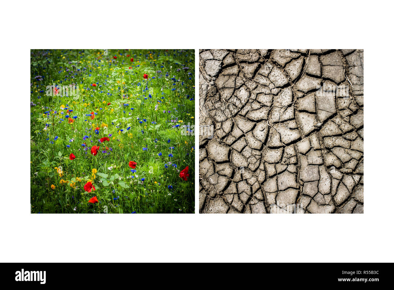 Fields of flowers and cracked mud, Illustration on climate change. Stock Photo