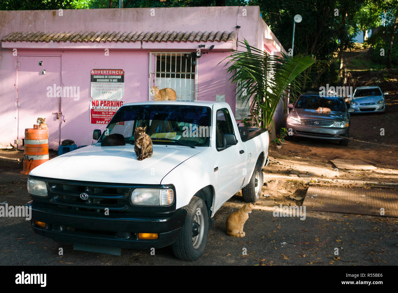 The famous feral cats are all over in the historic town of Old San Juan in San Juan Puerto Rico. Stock Photo