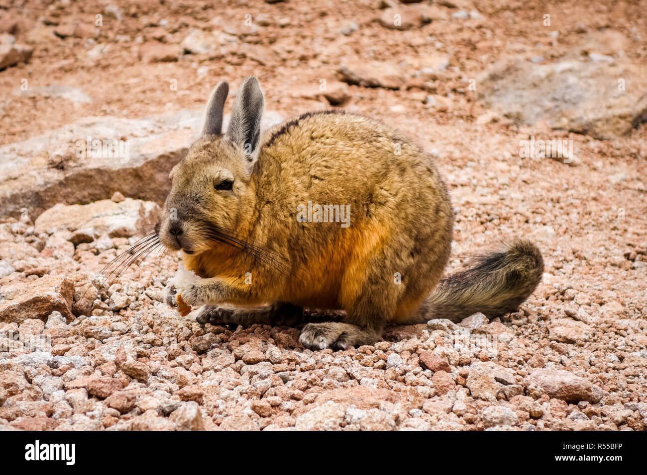 Southern viscacha in Altiplano desert, sud Lipez reserva, Bolivia Stock Photo