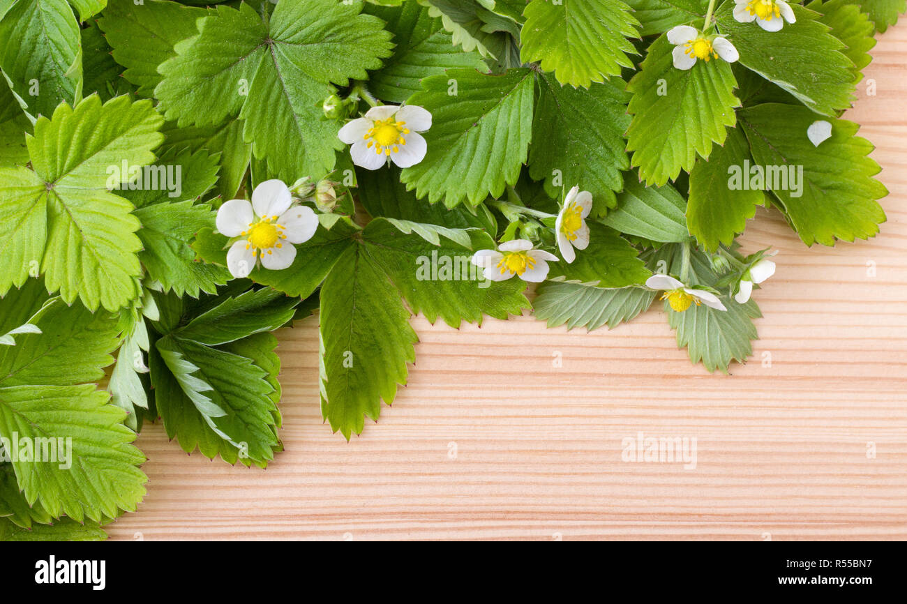 Fresh leaves and flowers of the Wild strawberry Stock Photo - Alamy