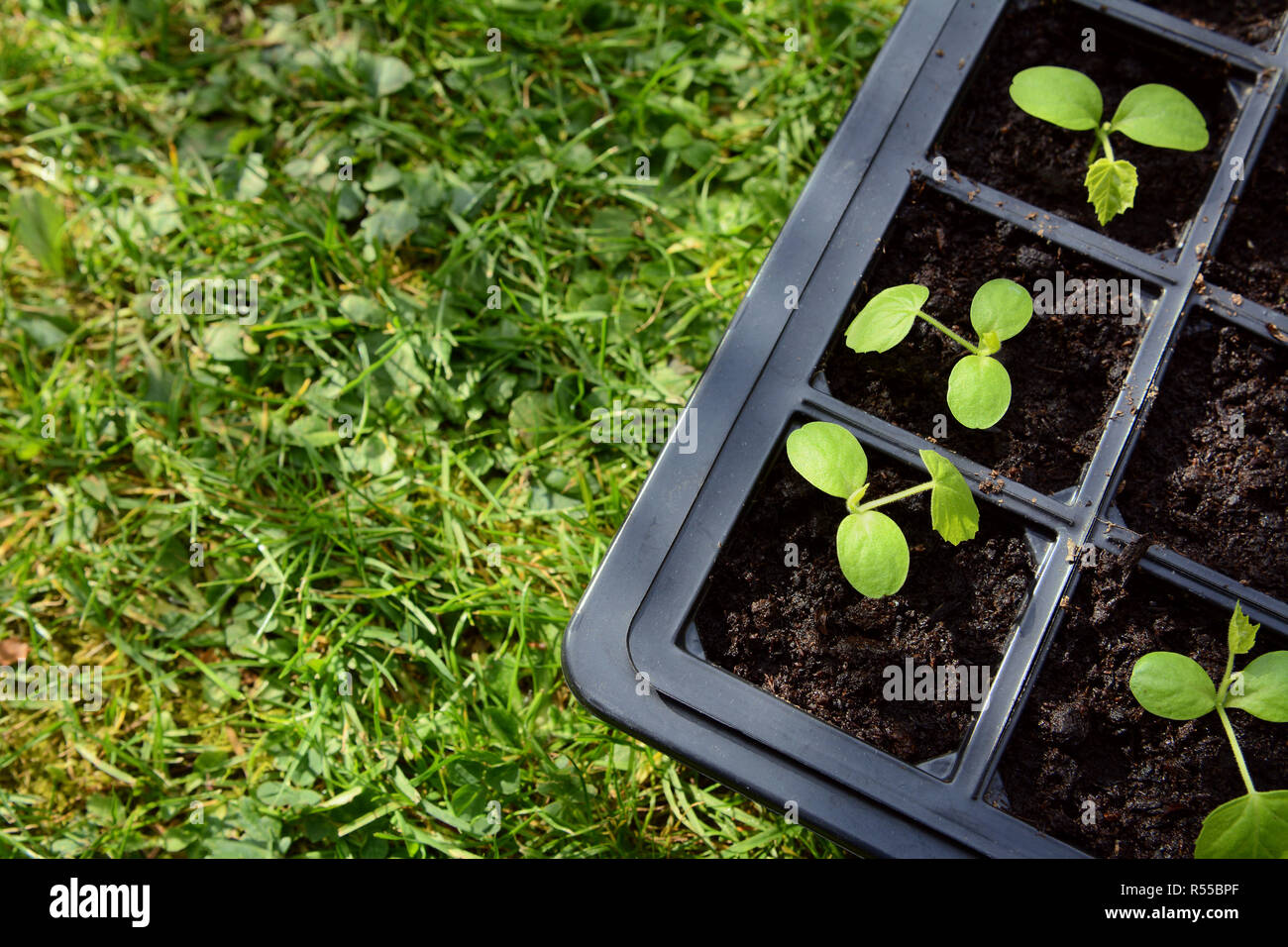 Cucamelon seedlings growing in a seed tray Stock Photo
