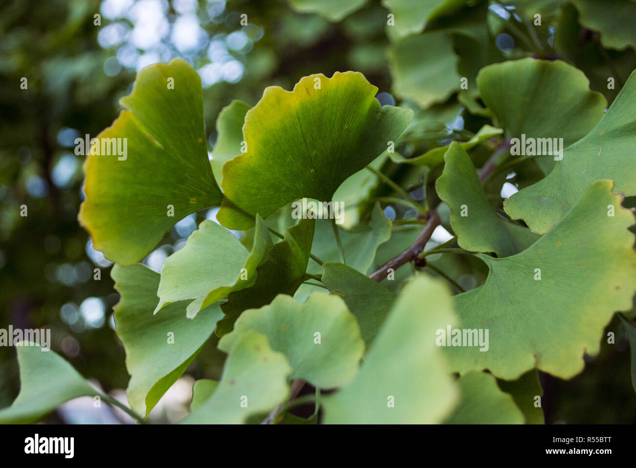 Ginkgo Biloba green and yellow leaves in Autumn Stock Photo
