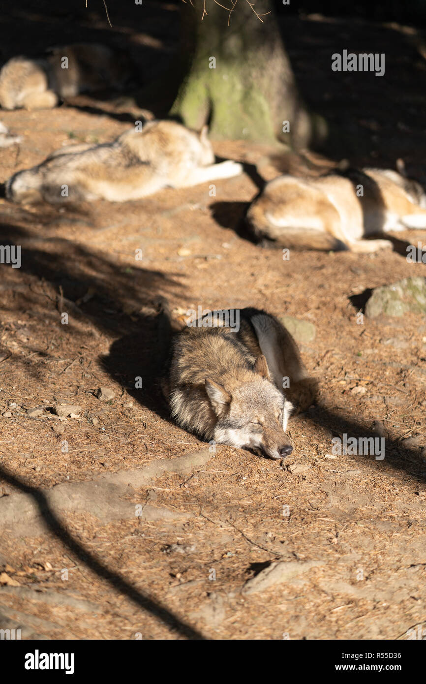 A pack of wild wolves are sleeping in the sun. One Wolf in the foreground. Stock Photo