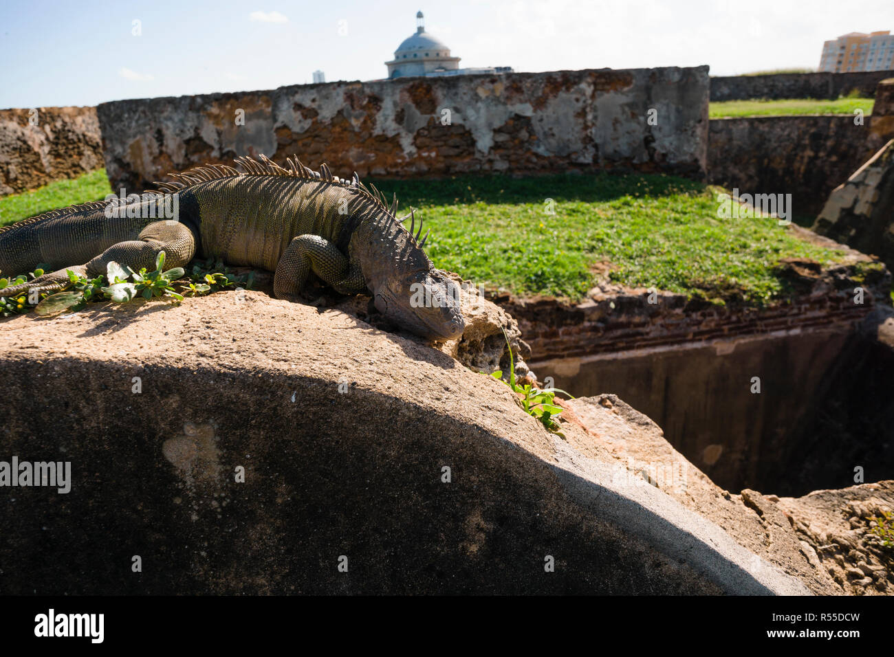 Iguanas are a staple along the lawns and walls at the Fort San Cristobal in the historic town of