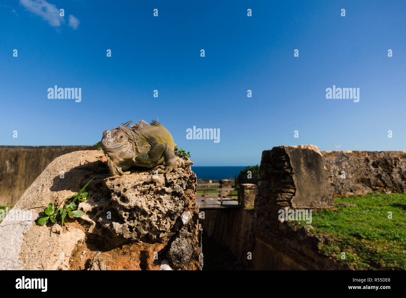 Iguanas are a staple along the lawns and walls at the Fort San Cristobal in the historic town of
