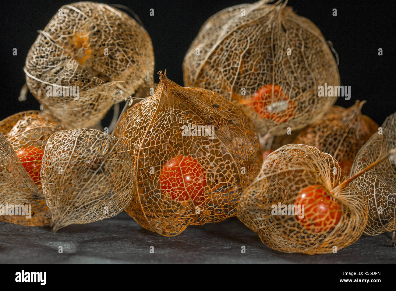 Dried flower skeleton of Chinese lantern plant (Physalis alkekengi) close  up showing the red fruit seed inside on slate with a black background Stock  Photo - Alamy
