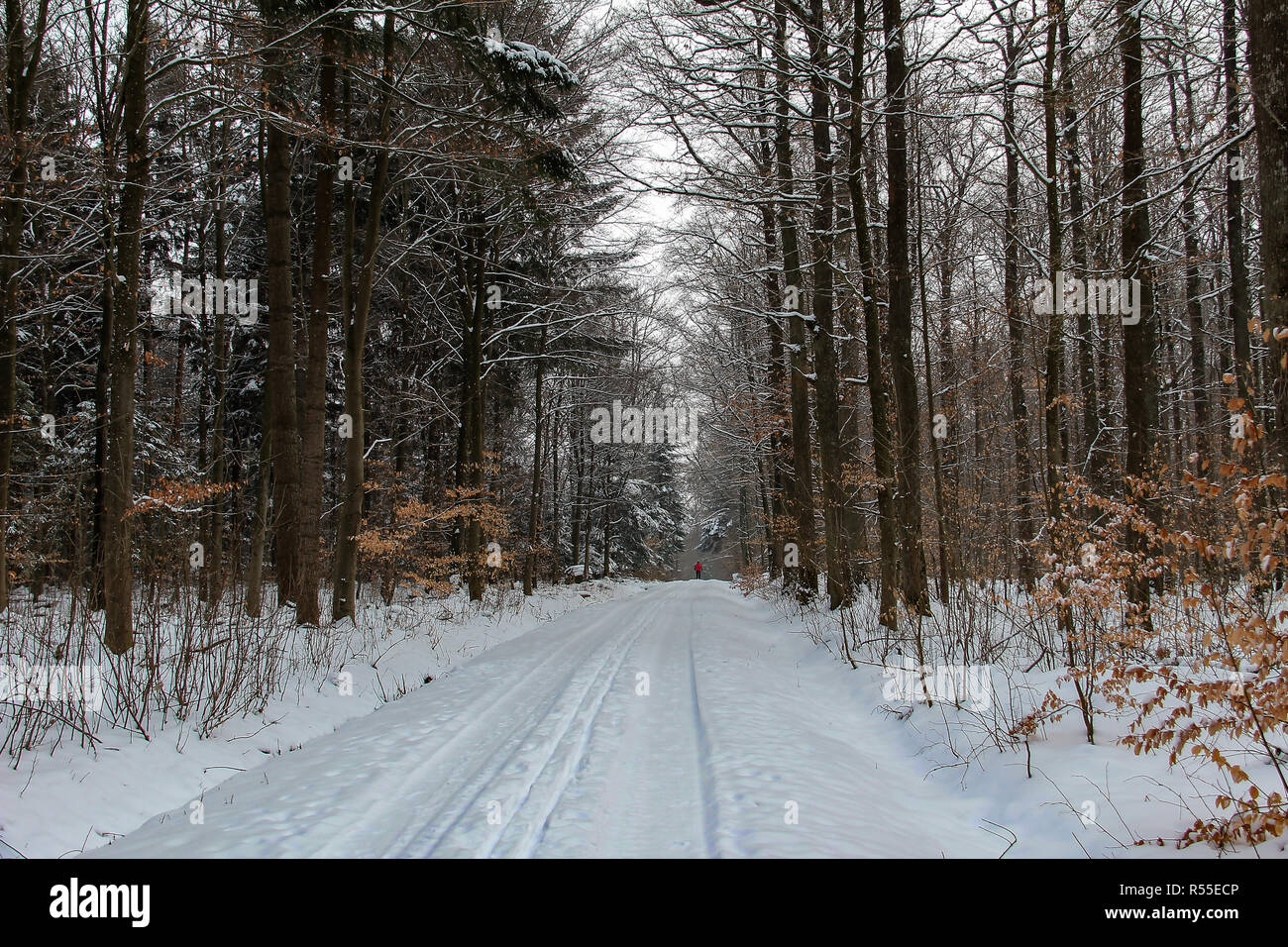 Winter in the woods. Snowy forest in winter Stock Photo
